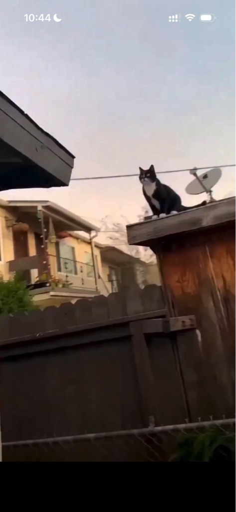 Un gato blanco y negro está sentado en el borde de un tejado, observando su e...