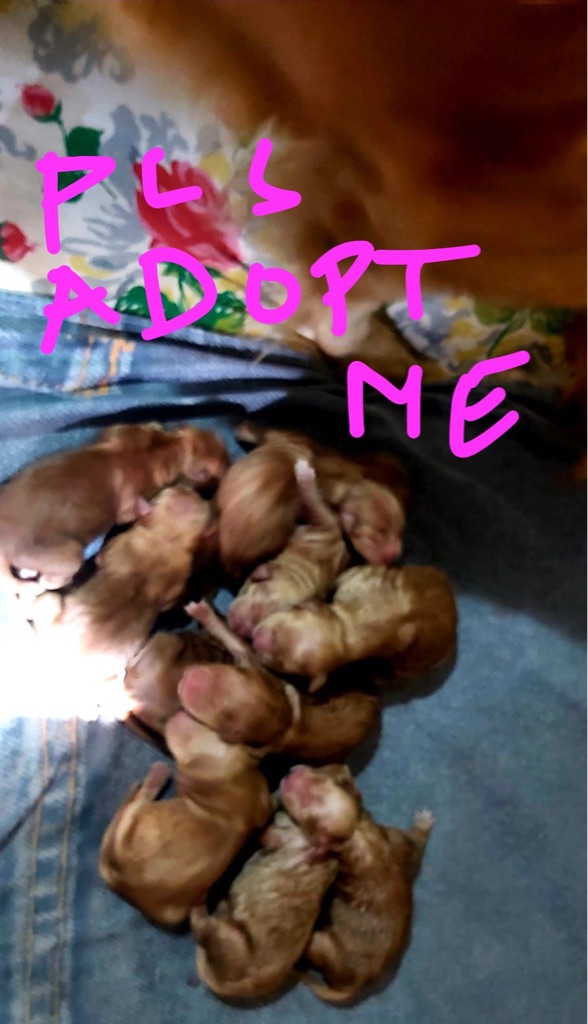 La foto muestra un grupo de cachorros descansando juntos sobre una pieza de t...