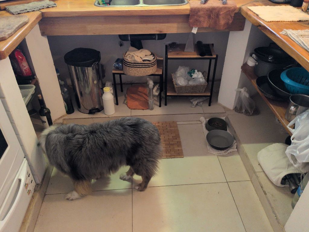 The photo shows a kitchen scene with a dog exploring the area. Various kitche...