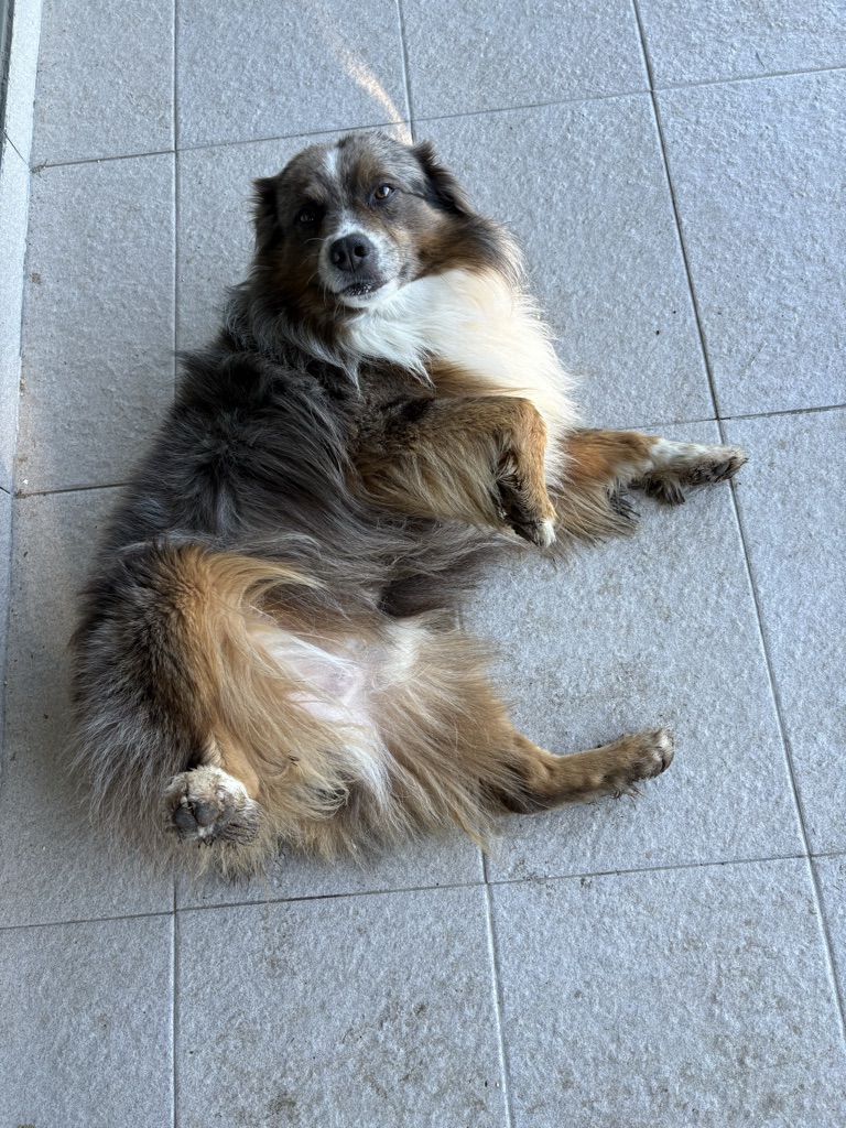 The photo shows a relaxed dog lying on its back, enjoying a sunny spot on a t...