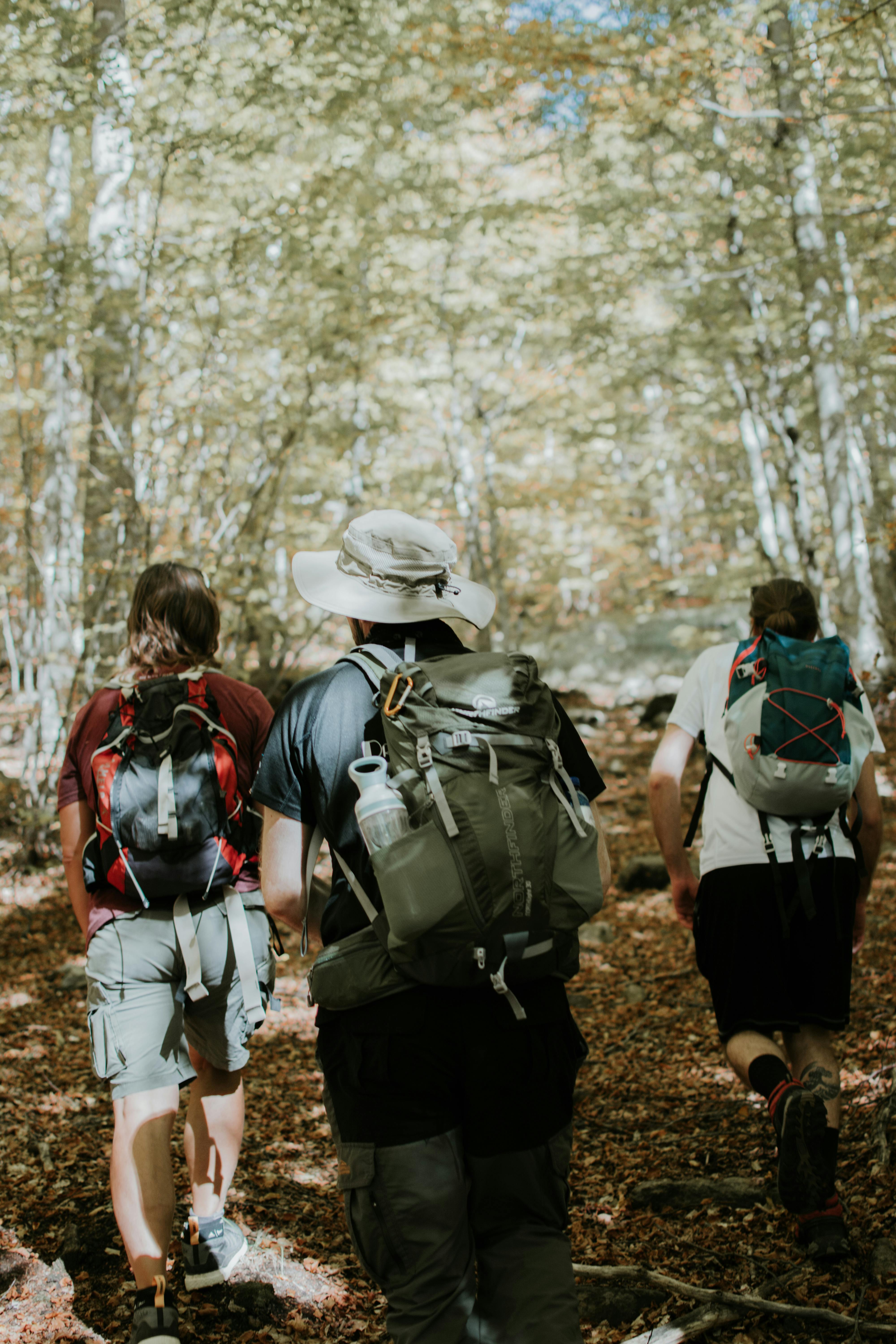 Three hikers are walking on a forest trail. The trees are green with some aut...