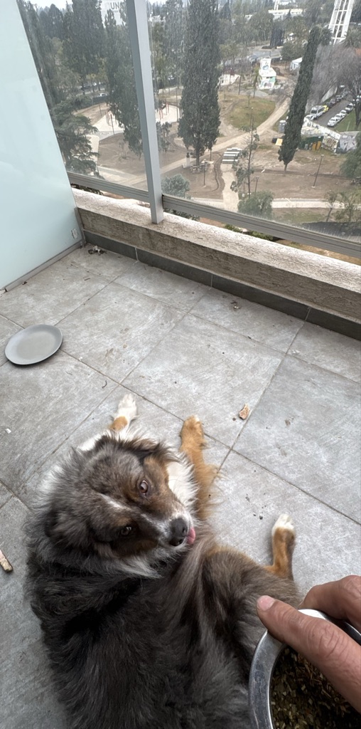 Na foto, um cachorro está deitado em um balcão, olhando para a câmera. O ambi...