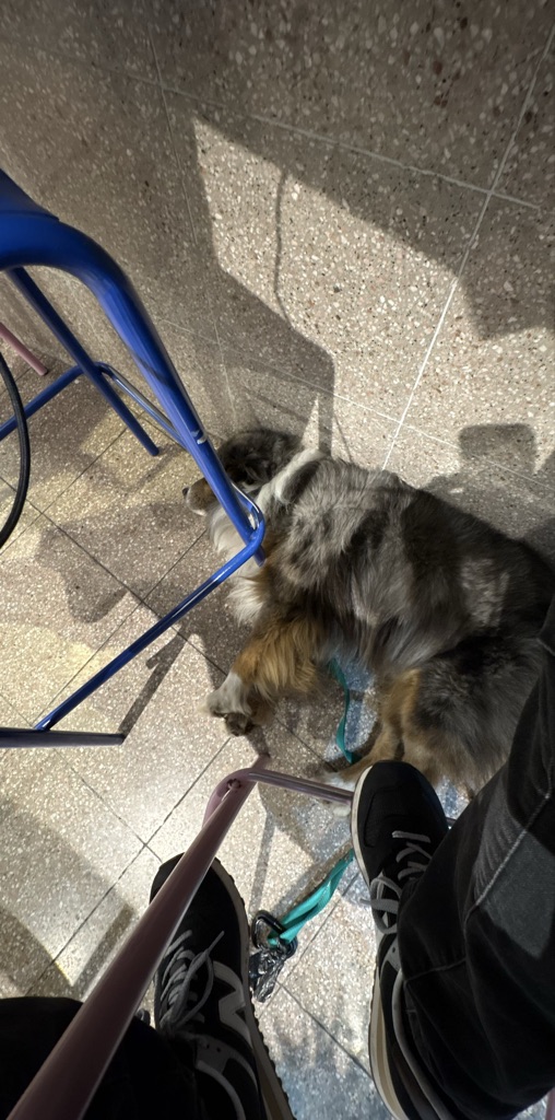 Um cachorro está deitado no chão, preso a uma guia. A luz do sol ilumina a ce...